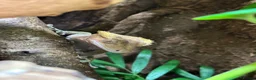 Gecko reptiles for sale: Crested gecko male in Grangemouth - Advert 3