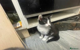 British Shorthair cats for sale: British shorthair kittens - Image 6