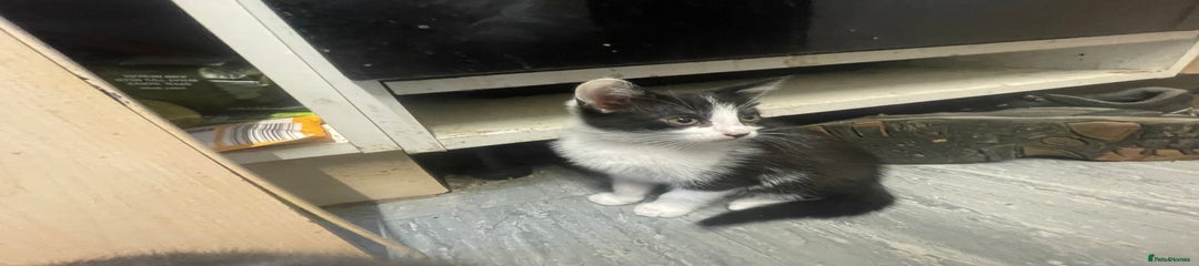 British Shorthair Kitten 2