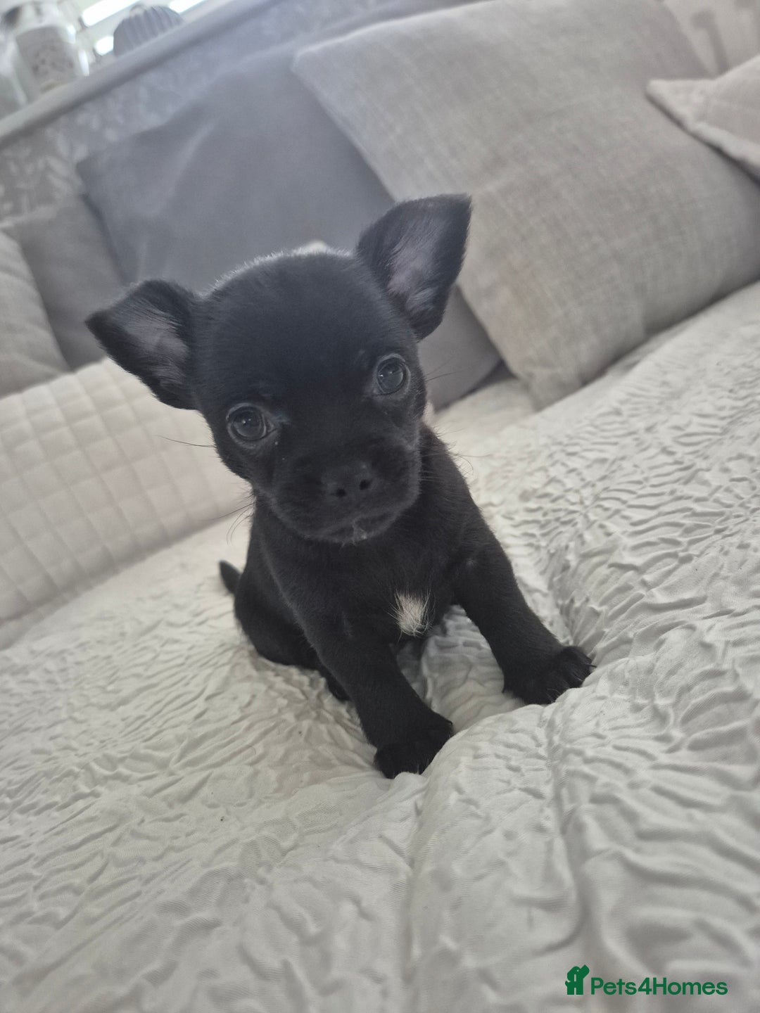 Chihuahua dogs for sale: 4 pure breed chihuahua, 2 merle  2 twins - Advert 17