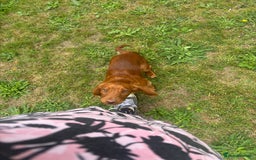 Cocker Spaniel dogs for sale: 6 month old Cocker Spaniel  - Image 2