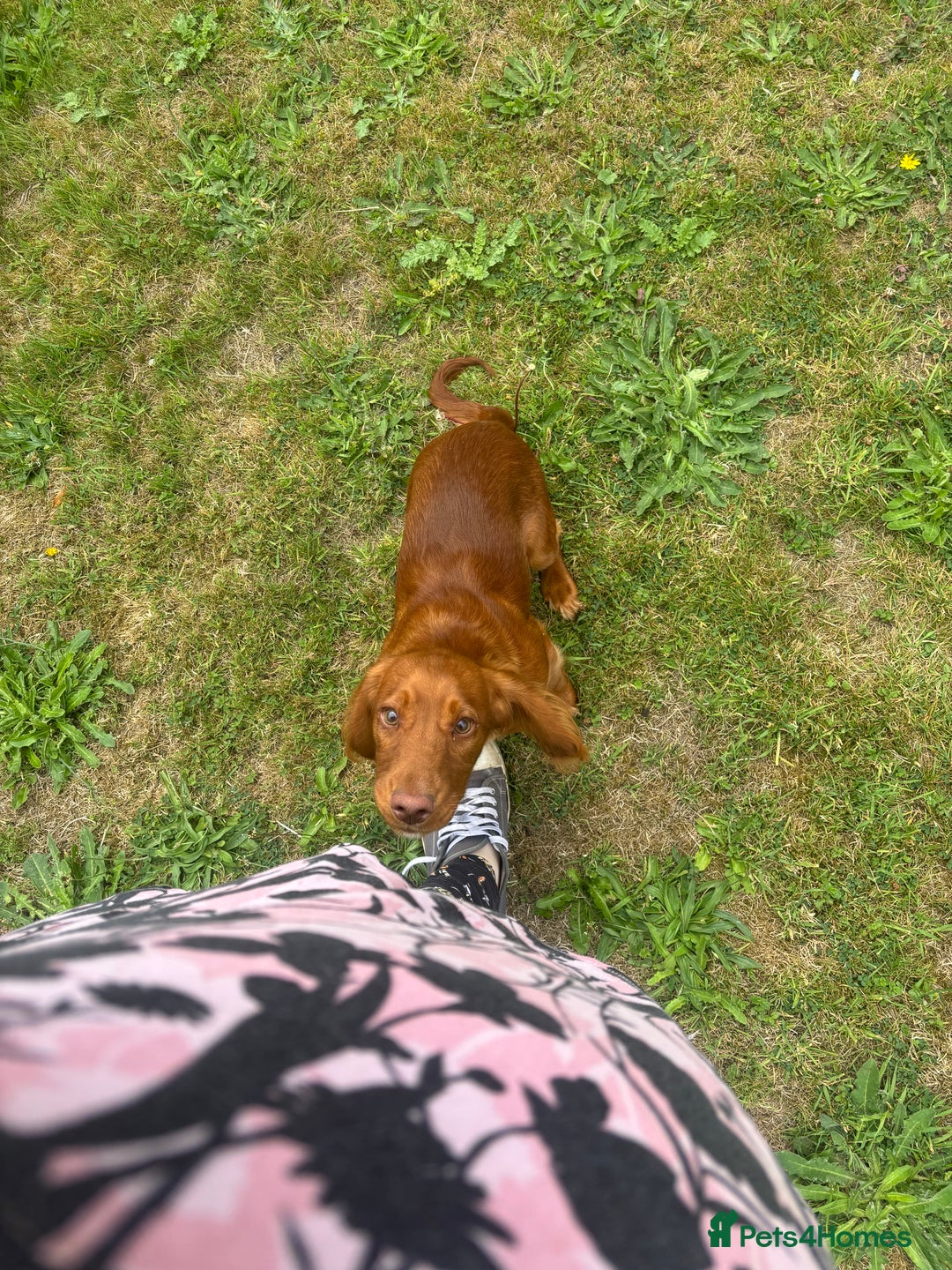 Cocker Spaniel dogs for sale: 6 month old Cocker Spaniel  - Image 2