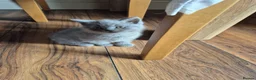 British Shorthair cats for sale: British short hairs for sale - Advert 6