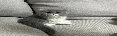 Persian 3
