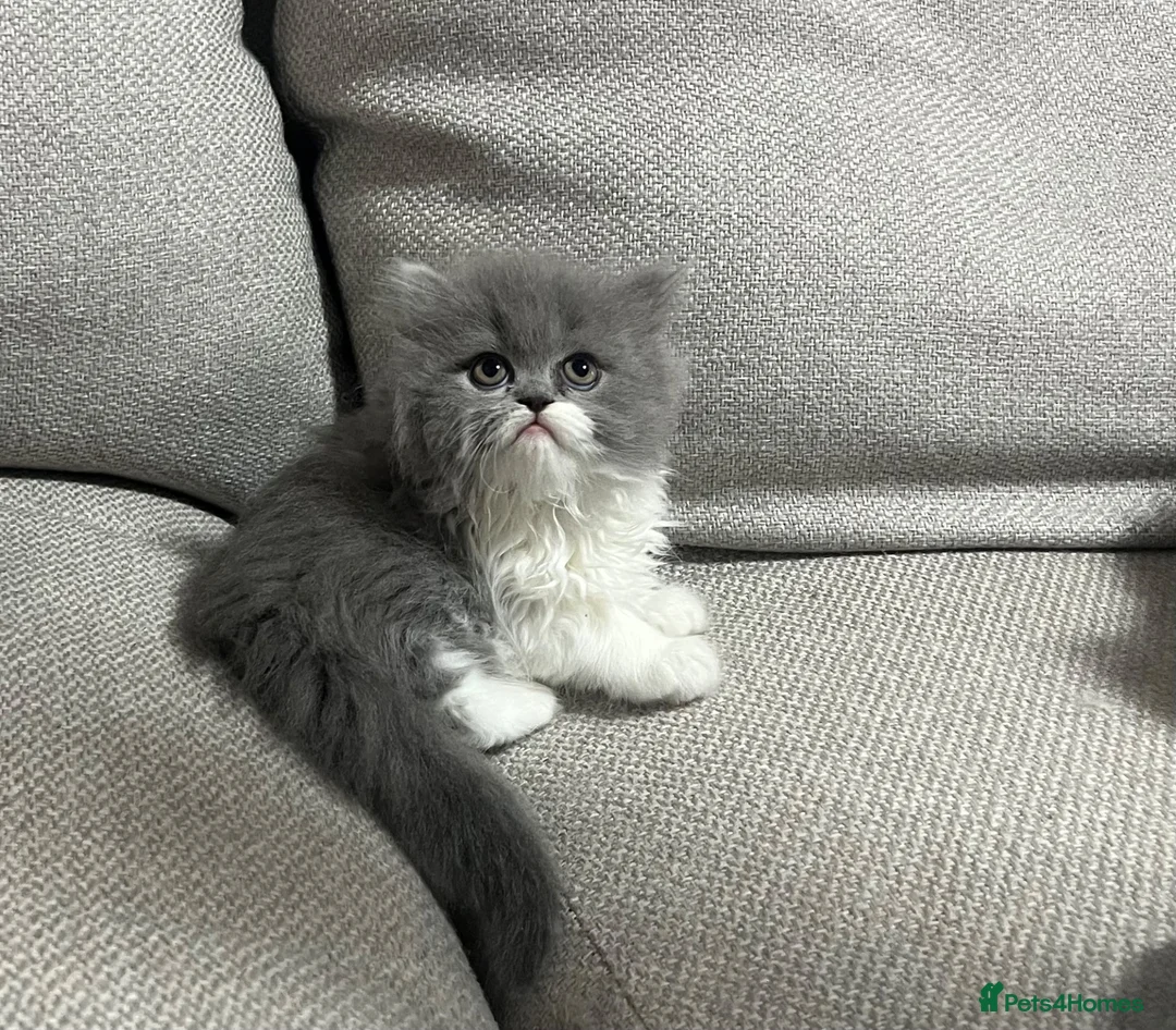 Persian cats for sale: Cats  - Advert 7
