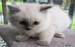 Ragdoll cats for sale: 1 Beautiful Female Ragdoll - Image 6