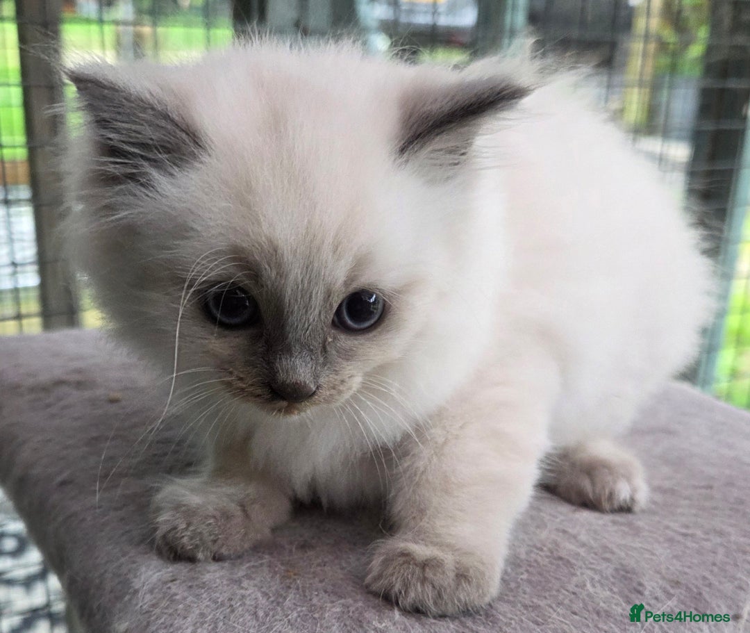 Ragdoll cats for sale: 1 Beautiful Female Ragdoll - Image 6