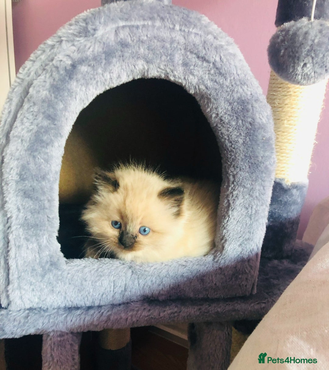 Ragdoll cats for sale: Blue eyed Ragdoll Kittens  - Advert 25