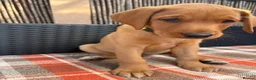 Labrador Retriever dogs for sale: Fox red Labrador  - Advert 9