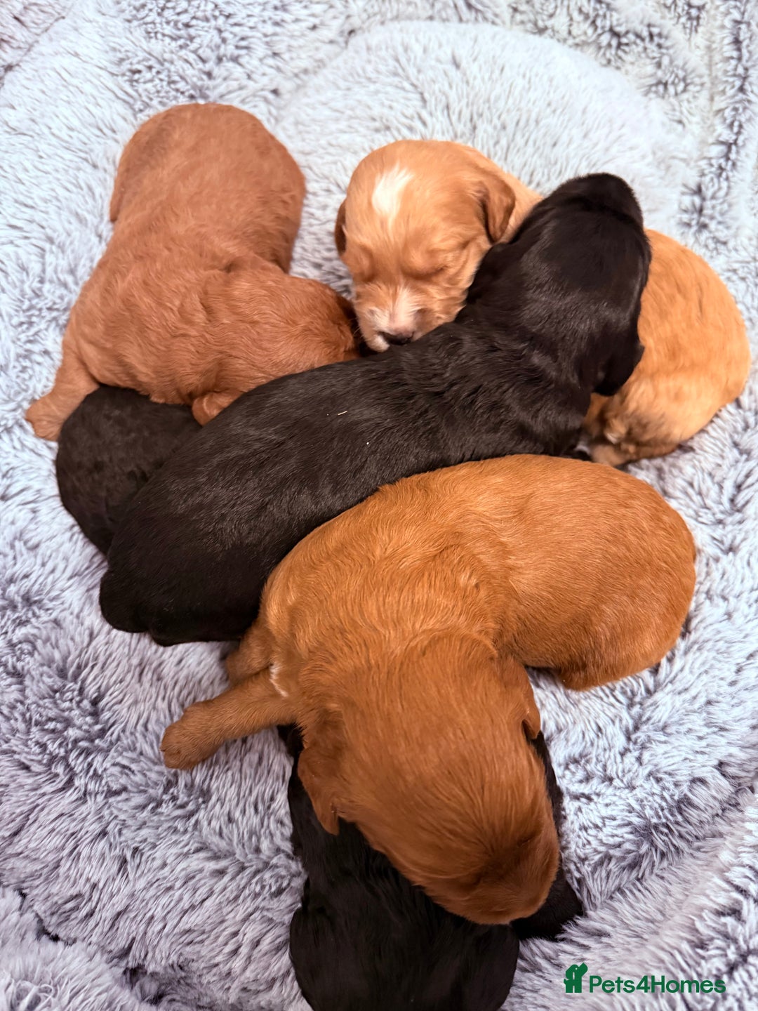 Labradoodle dogs for sale: Australian labradoodles  - Advert 1