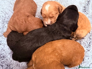 Labradoodle dogs Australian labradoodles - Advert 6