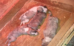 Whippet dogs for sale: Kc whippets - Image 11