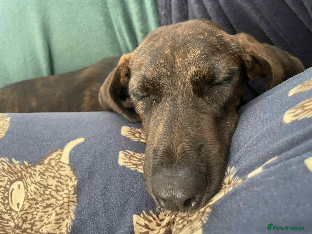 Mixed Breed dogs for adoption: Neffy has flown from Cyprus seeking a loving home  - Image 1