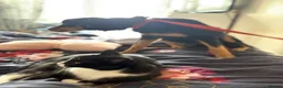 Mixed Breed dogs for adoption: Frank - Norwich norfolk - Advert 9