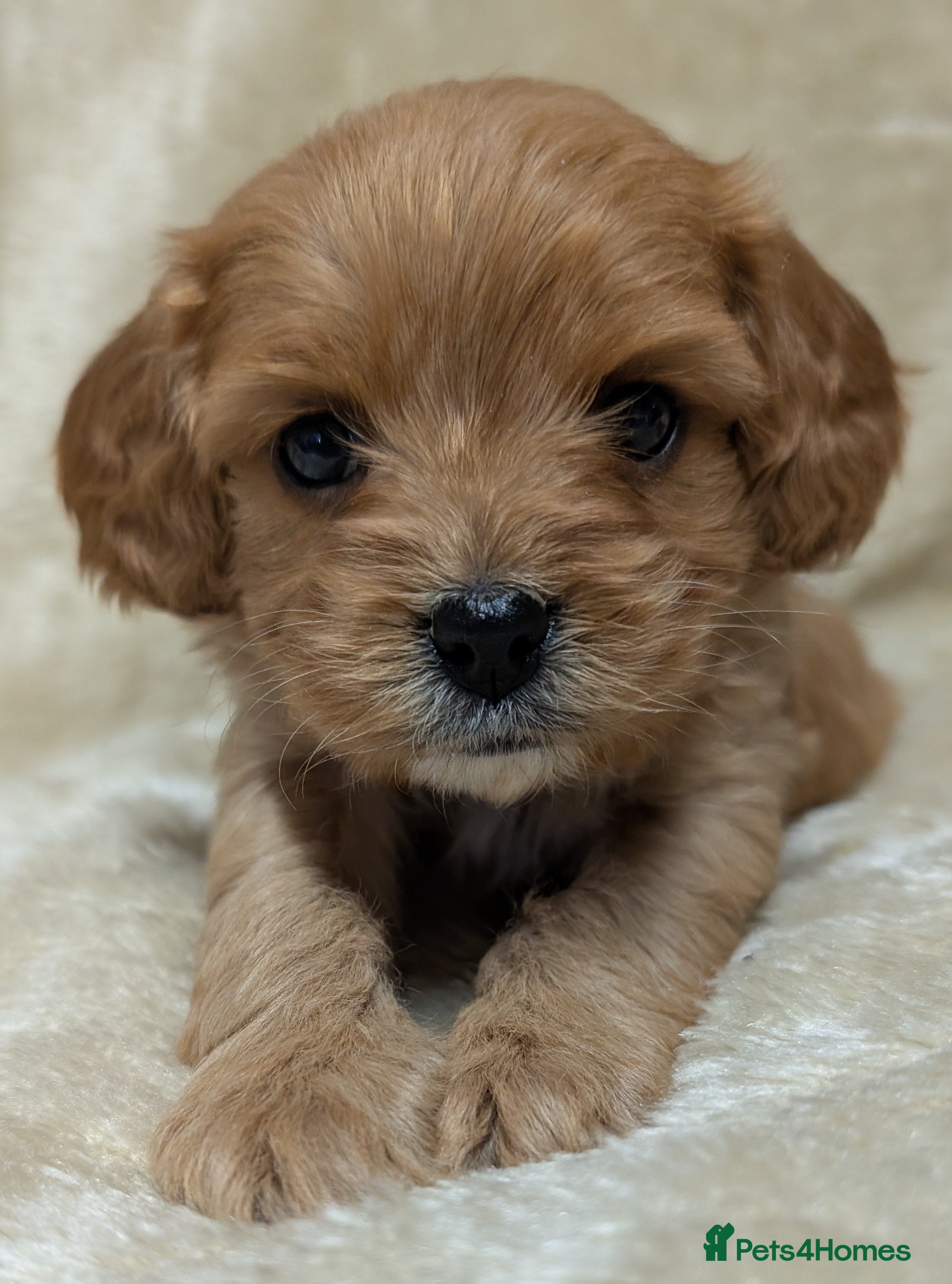 Cavapoo dogs Quality & Beautiful F1 Cavapoo DNA clear puppies - Advert 6