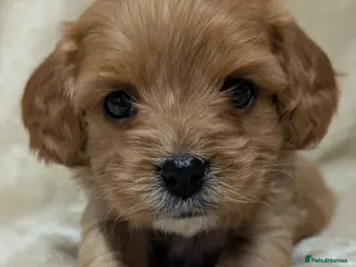 Cavapoo dogs Quality & Beautiful F1 Cavapoo DNA clear puppies - Advert 6