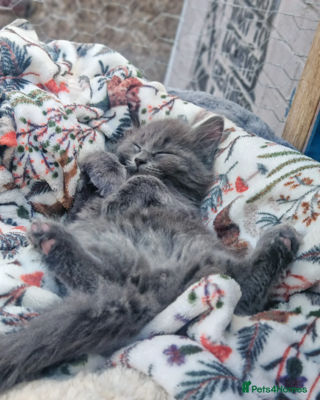 Mixed Breed cats for sale: Grey fluffy boy  - Advert 2