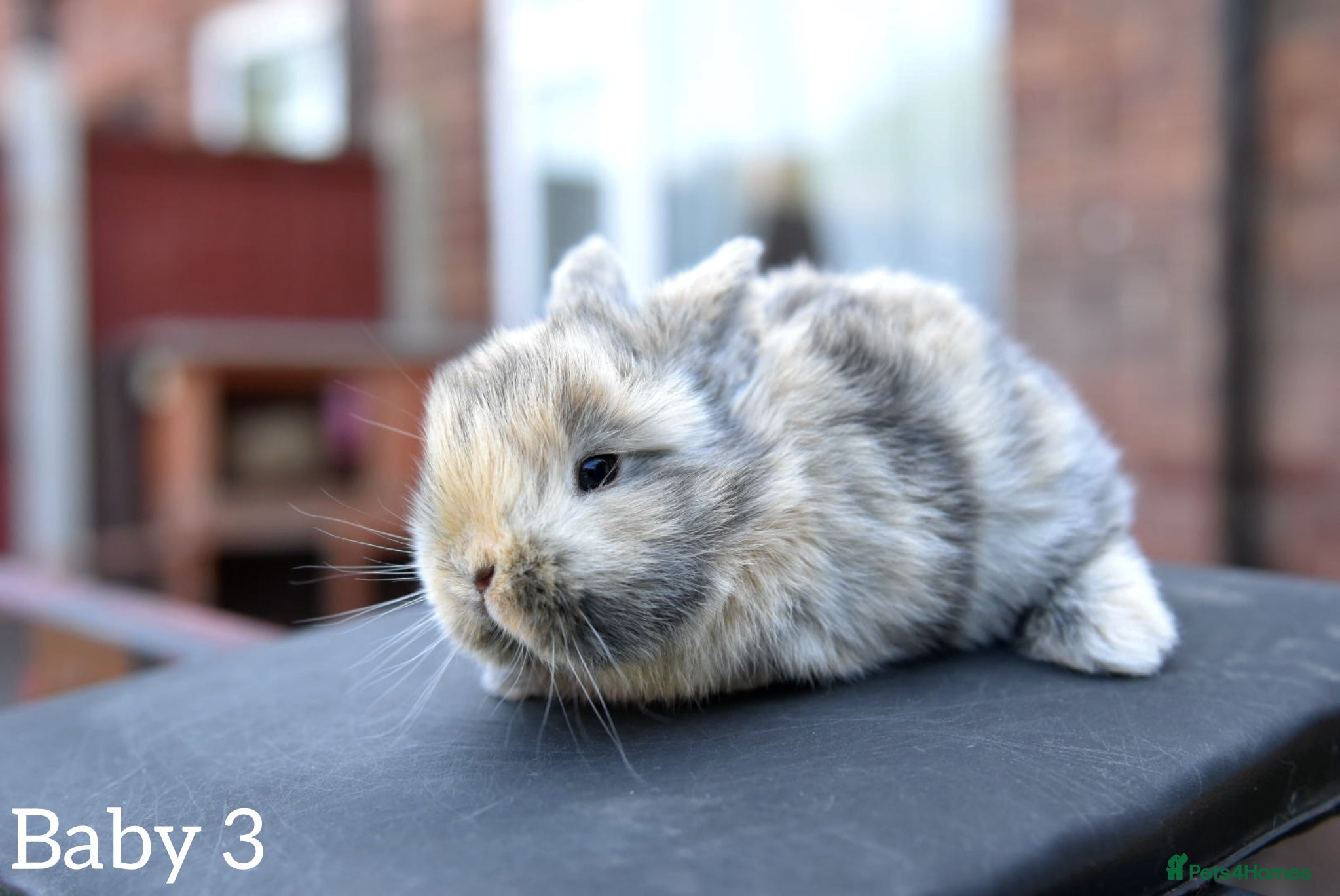 Lionhead rabbits for sale: Baby Lionhead x Lops Looking For New Home - Advert 10