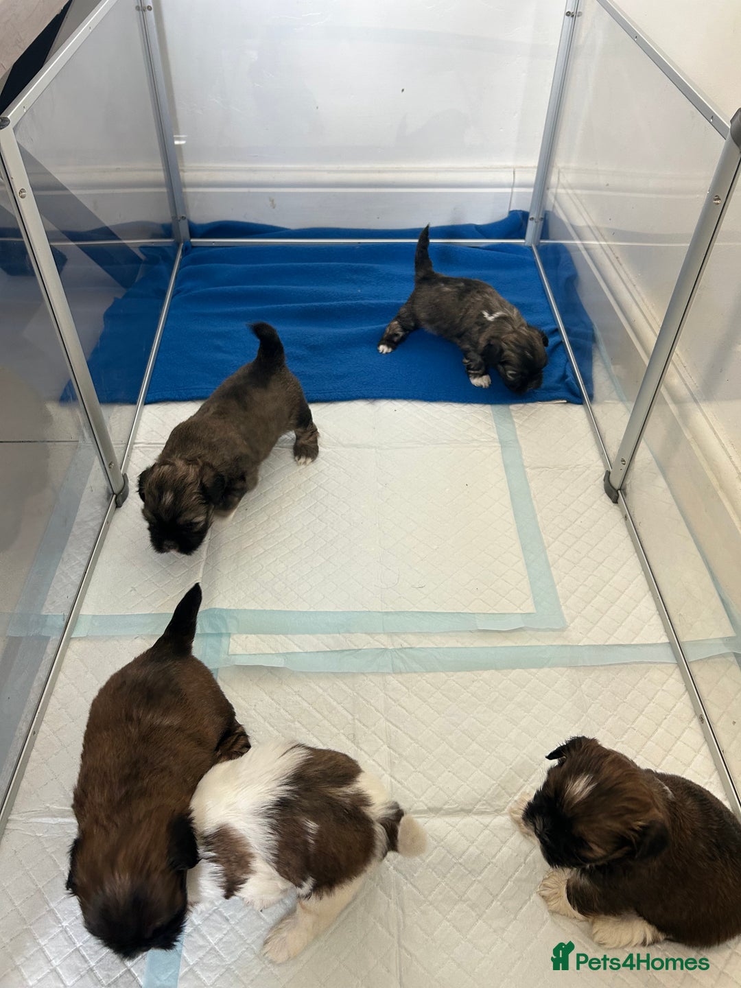Lhasa Apso dogs for sale: Lhasa apso puppies  - Image 17