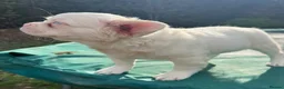French Bulldog dogs for sale: 2 top quality French bulldogs  - Advert 6