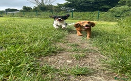 Cockalier dogs for sale: Rehoming Two Young Female Spaniels  - Image 2