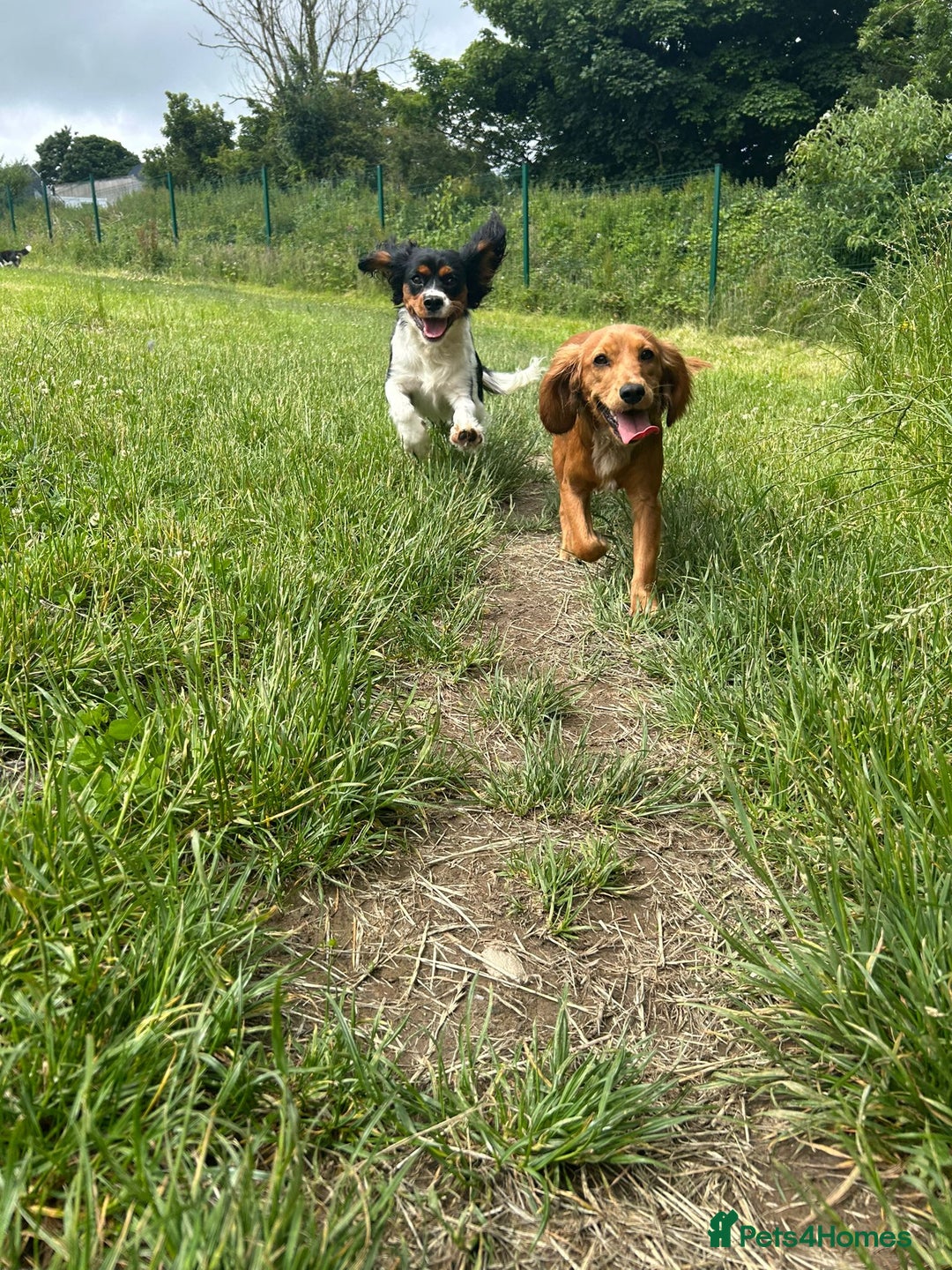 Cockalier dogs for sale: Rehoming Two Young Female Spaniels  - Image 2