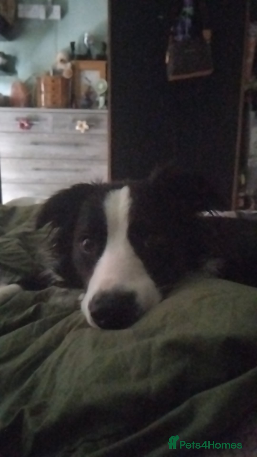 Border Collie dogs for sale: BaileyBoy - Advert 18