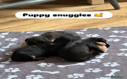 Mixed Breed dogs for sale: Doxiepoos for sale 3 x male 1 x bitch - Image 18