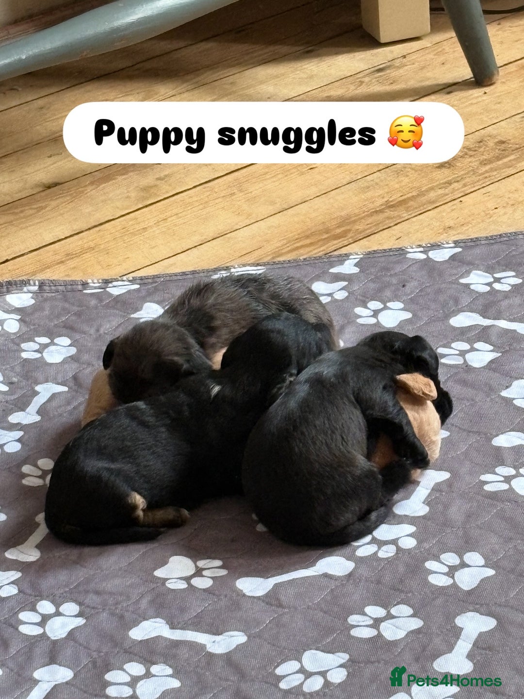 Mixed Breed dogs for sale: Doxiepoos for sale 3 x male 1 x bitch - Image 18
