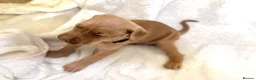 Mixed Breed dogs for sale: Beautiful Staffy/Viszla Puppies for Loving Homes - Advert 27