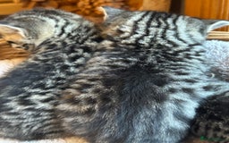 British Shorthair cats for sale: Silver Tabby also Brown Spotted Kittens - Image 19