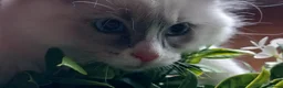 Ragdoll cats for sale: Beautiful overly friendly ragdoll kittens. - Advert 6