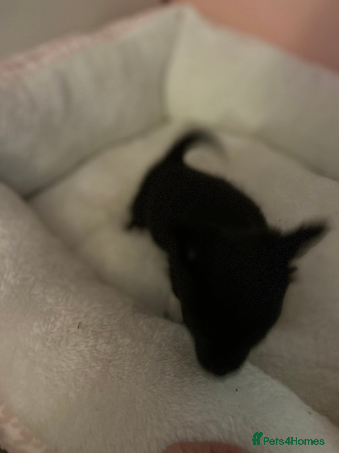 Chihuahua dogs for sale: Chihuahua Puppy - Image 5