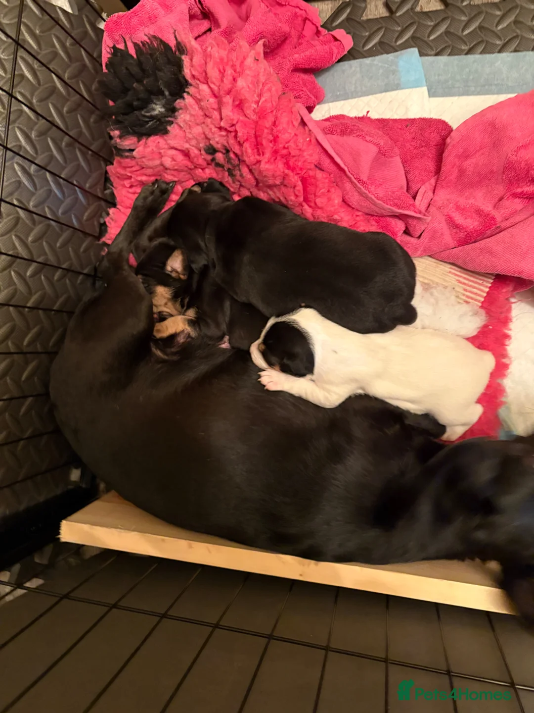 Mixed Breed dogs for sale: Working line Patterdale x parson Russel terriers  - Advert 7
