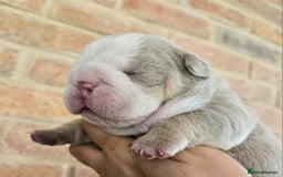 English Bulldog dogs for sale: Outstanding KC English Bulldogs, Top Quality Pups - Image 34