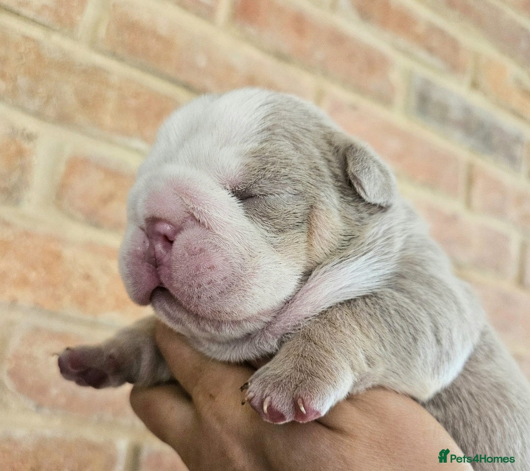 English Bulldog dogs for sale: Outstanding KC English Bulldogs, Top Quality Pups - Image 34