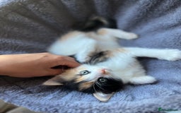 Mixed Breed cats for sale: 4 kittens for sale from 2 litters - Image 7