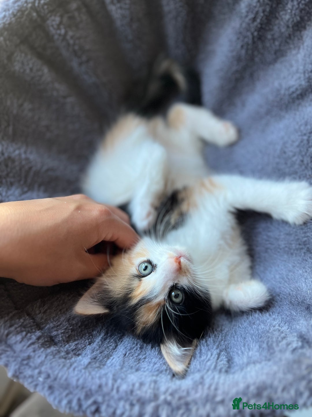 Mixed Breed cats for sale: 4 kittens for sale from 2 litters - Image 7