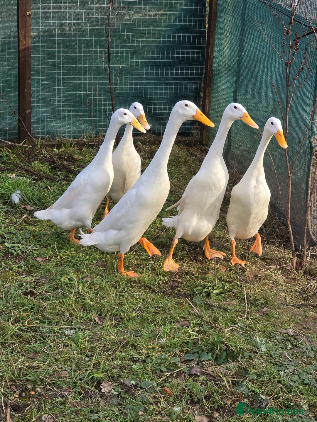 Ducks poultry for sale: White Indian Runner ducklings  - Advert 2