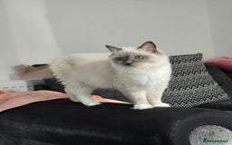 Ragdoll cats for sale: Blue mitted european girl - Image 12
