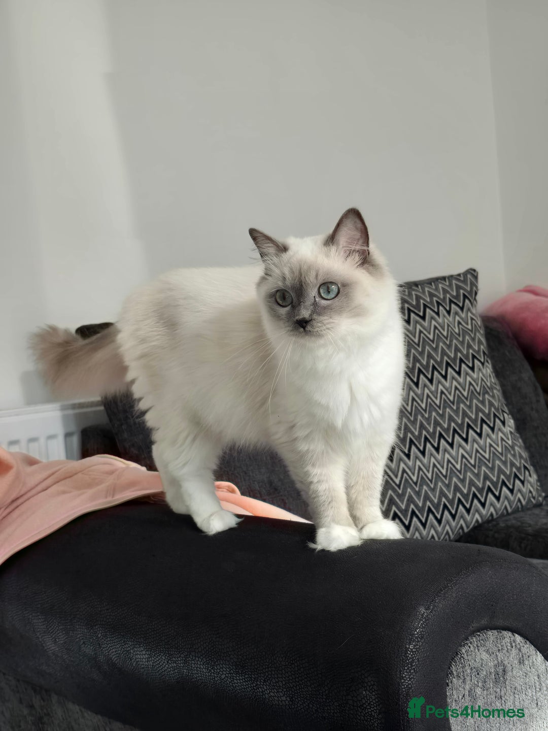 Ragdoll cats for sale: Blue mitted european girl - Image 12