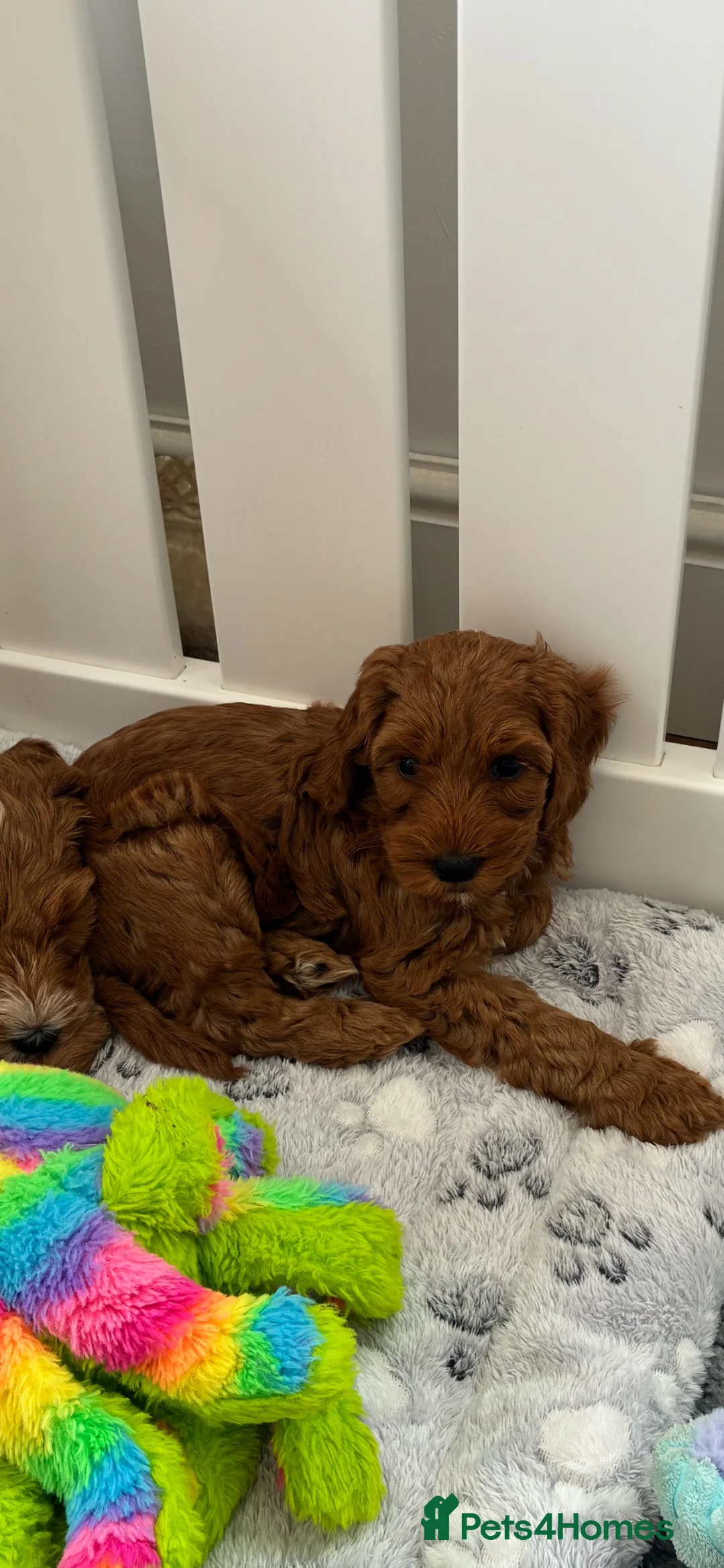 Australian Labradoodle dogs for sale: Australian Male Labradoodle Puppy for Sale - Advert 8