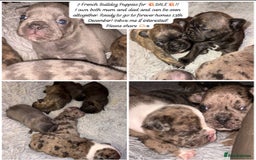 French Bulldog dogs for sale: 7 Stunning French Bulldogs  - Advert 1