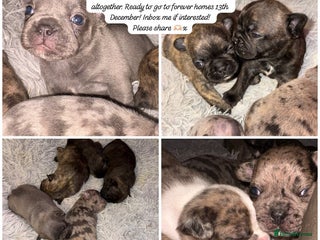 French Bulldog dogs 7 Stunning French Bulldogs - Advert 2