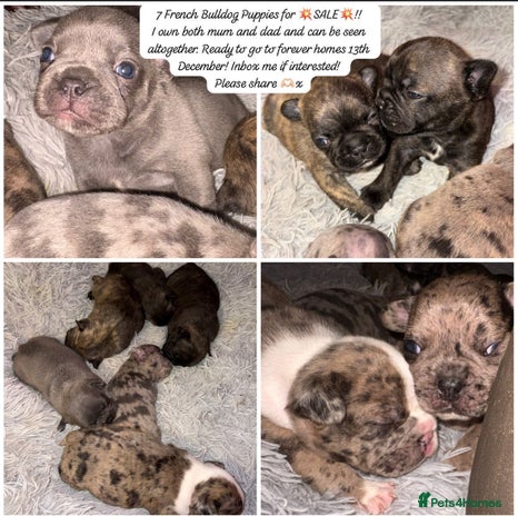 French Bulldog dogs 7 Stunning French Bulldogs - Advert 1