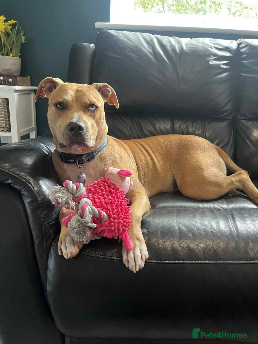 Mixed Breed dogs for sale: Gorgeous girl - Image 1