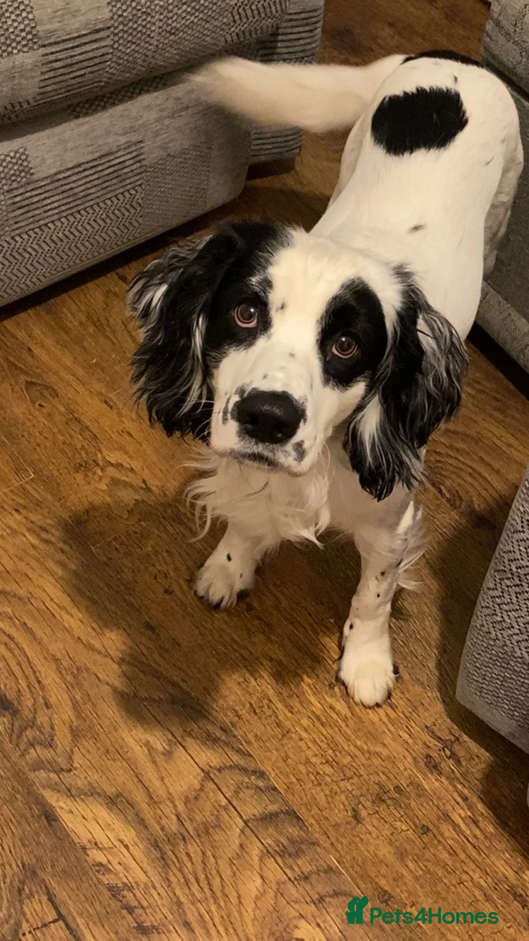English Springer Spaniel dogs for sale: Casper the English springer spaniel - Advert 1