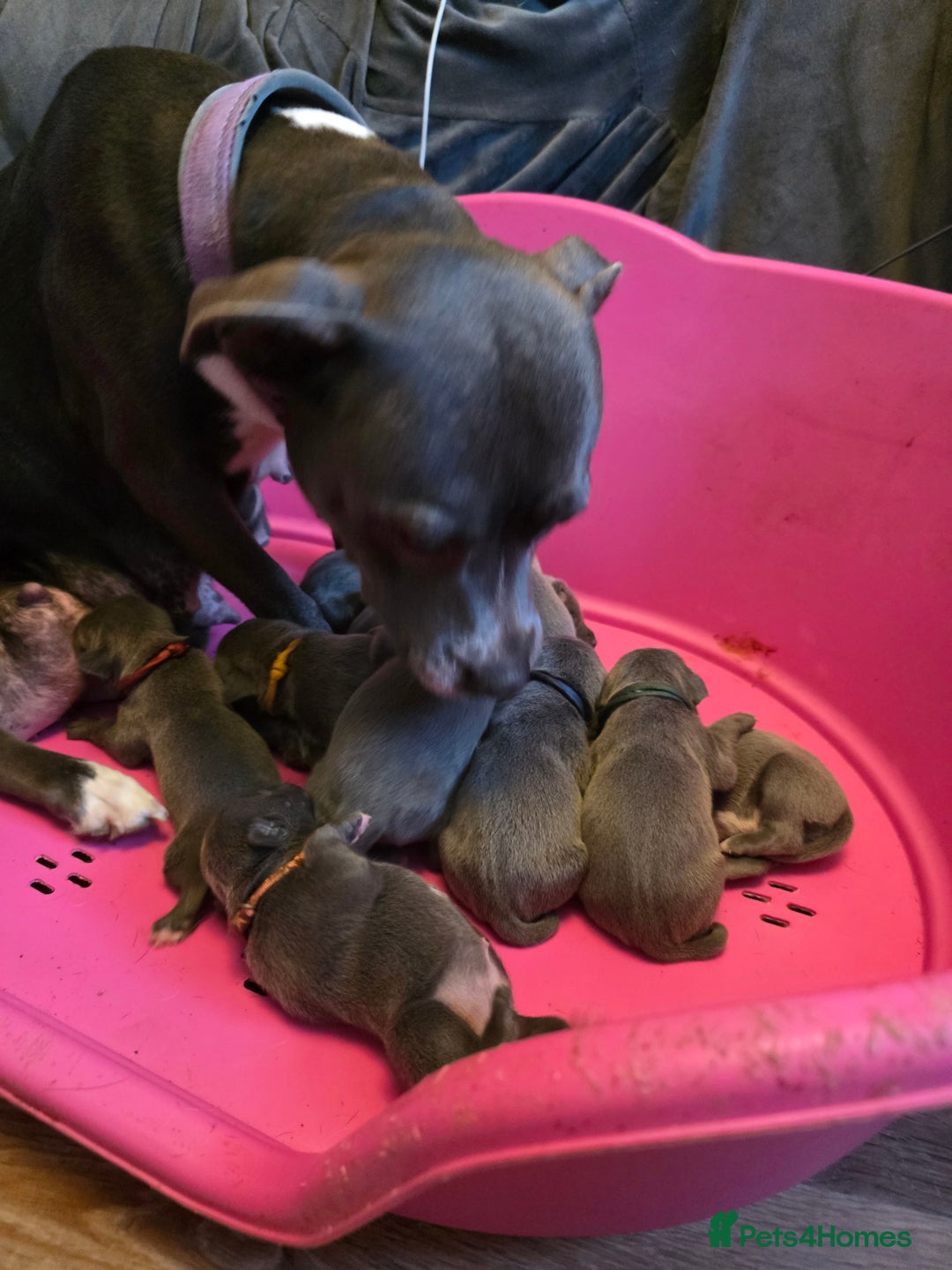 Staffordshire Bull Terrier dogs for sale: Staffy puppys  - Image 7