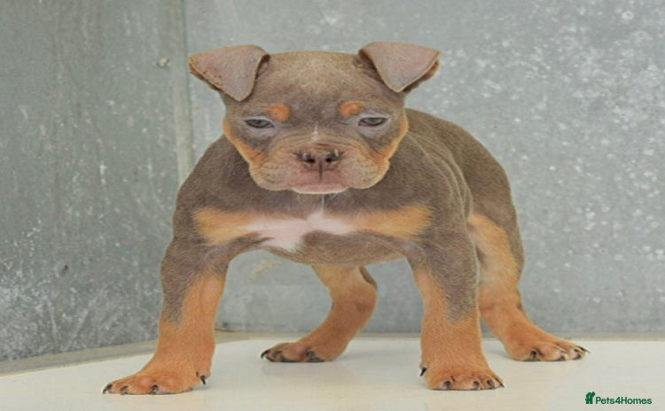 Olde English Bulldogge dogs - Advert 2