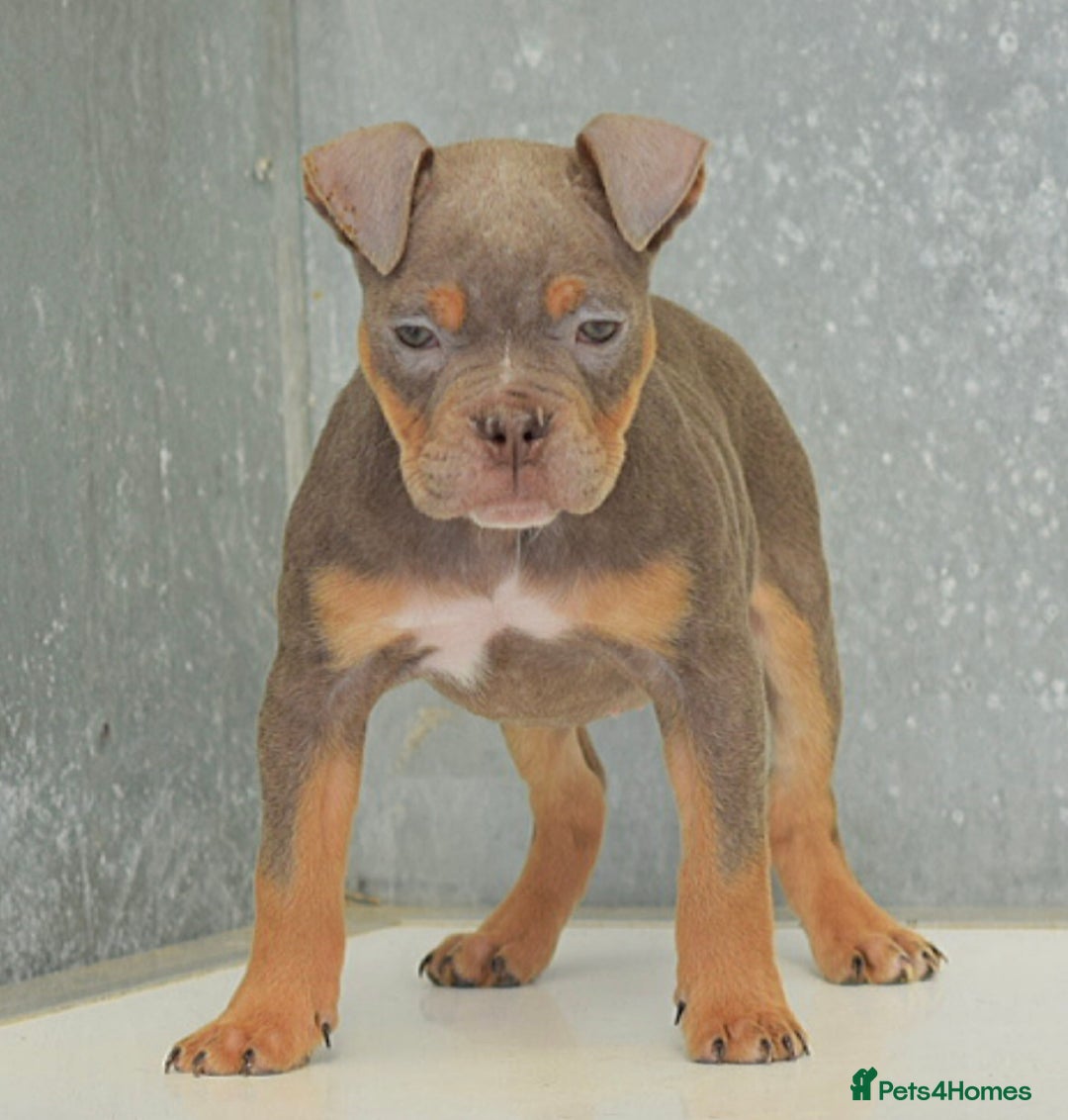 Olde English Bulldogge dogs for sale: 23 YEARS EXPERIENCE, 5⭐️RATED LICENSED.  - Image 1